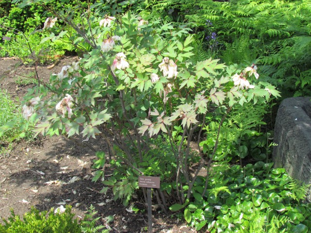 Paeonia suffruticosa ClevelandBotPaeoniaSuffruiticosaPlant.JPG