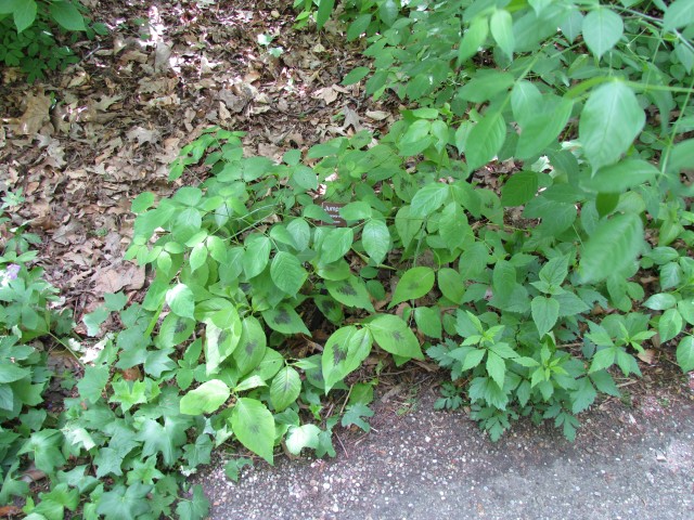 Persicaria virginiana ClevelandBotPersicariaVirginiana.JPG