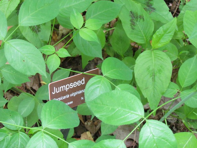 Persicaria virginiana ClevelandBotPersicariaVirginianaSign.JPG