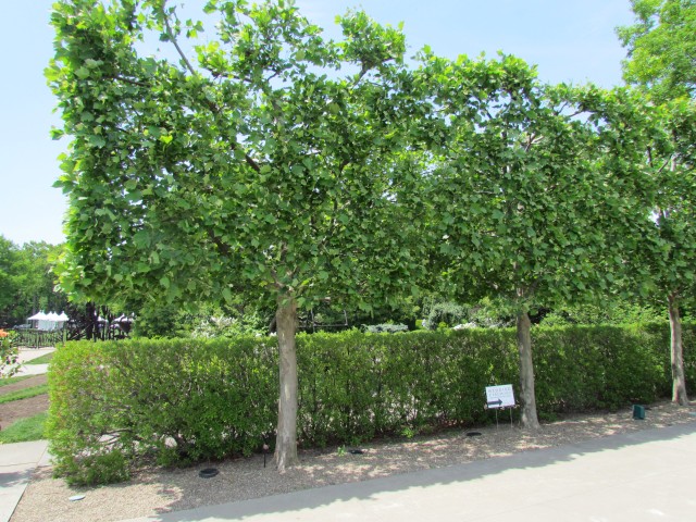 Platanus x acerifolia ClevelandBotPlatanusHispanicaHedge1.JPG