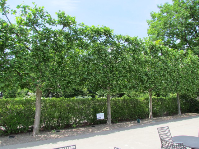 Platanus x acerifolia ClevelandBotPlatanusHispanicaHedge3.JPG