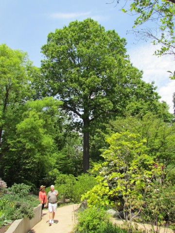 Quercus rubra ClevelandBotQuercusRubraFull.JPG