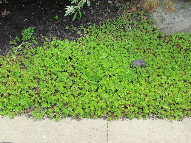 Sedum spurium ClevelandBotSedumSpirium.JPG