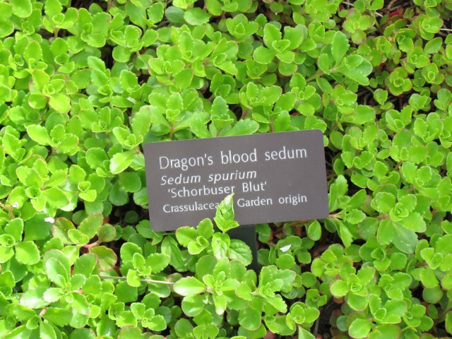 Sedum spurium ClevelandBotSedumSpiriumSign.JPG