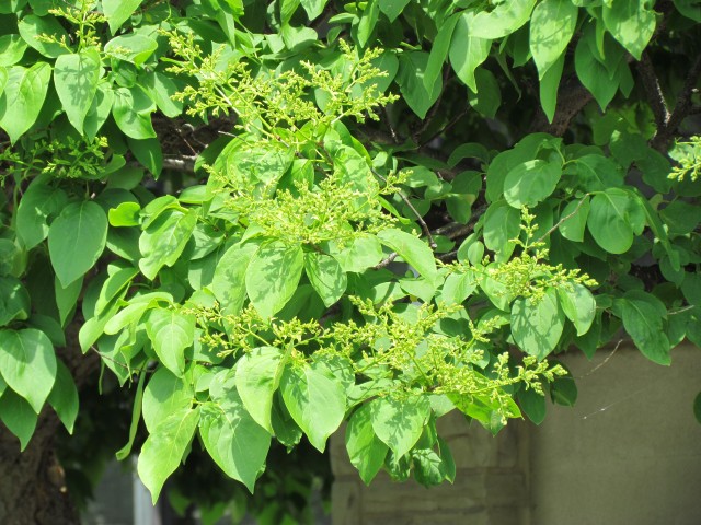 Syringa reticulata ClevelandBotSyringaReticulataDetail.JPG