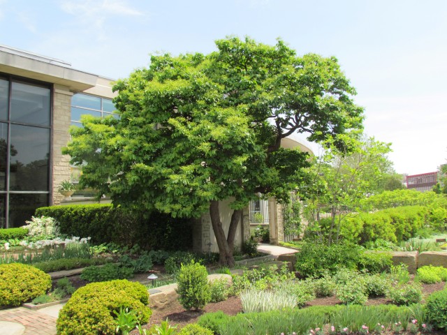 Syringa reticulata ClevelandBotSyringaReticulataFull1.JPG