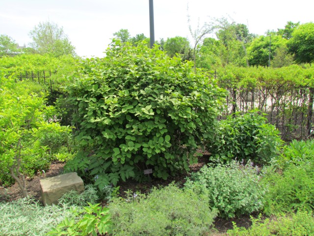 Viburnum carlesii ClevelandBotViburnumCarlesiiPlant.JPG