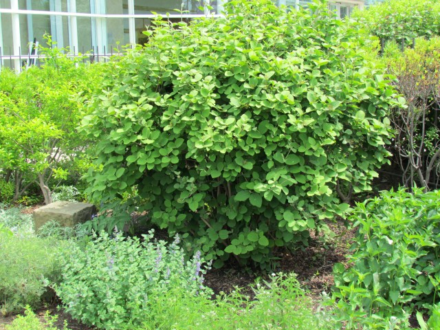 Viburnum carlesii ClevelandBotViburnumCarlesiiPlant2.JPG