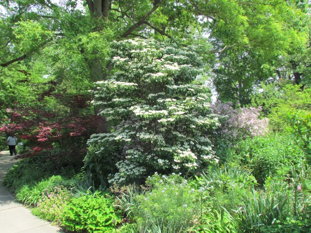 Viburnum plicatum f. tomentosum ClevelandBotVirburnumPlicatumPlant.JPG