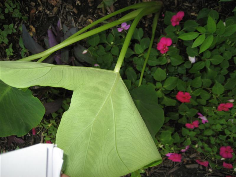 Colocasia esculenta Colcasia_esculenta_stem.JPG