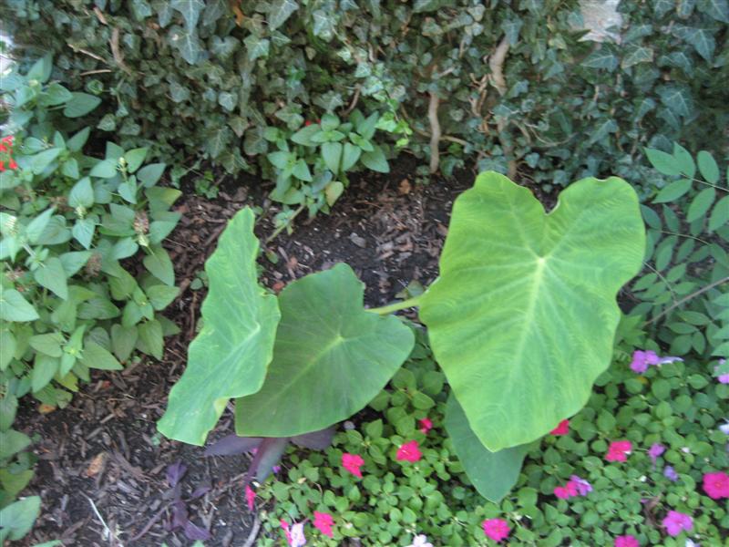 Colocasia esculenta Colcasia_esculenta_top.JPG