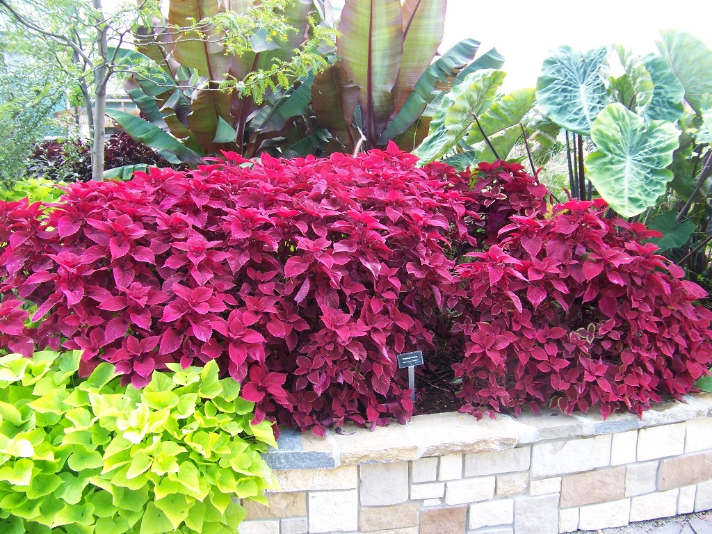 Picture of Solenostemon hybrida 'Redhead' Redhead Coleus