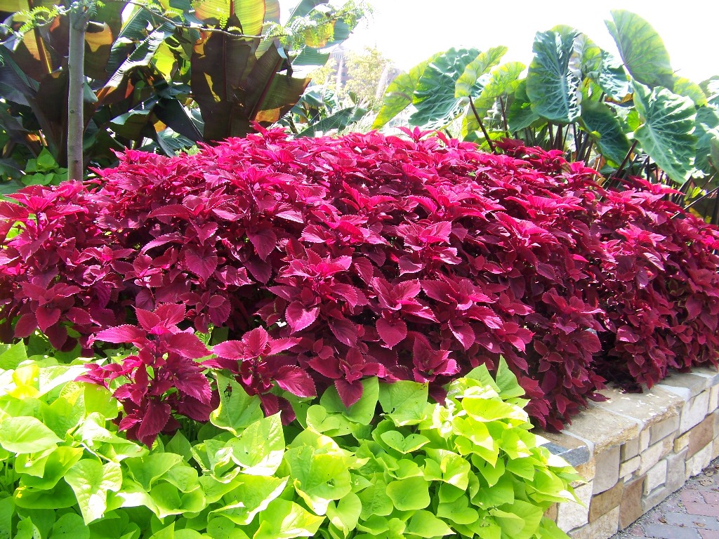 Picture of Solenostemon hybrida 'Redhead' Redhead Coleus