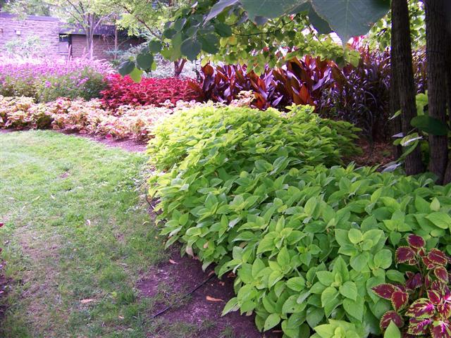 Picture of Solenostemon scutellarioides 'Colorblaze Life Lime' Colorblaze Life Lime Coleus