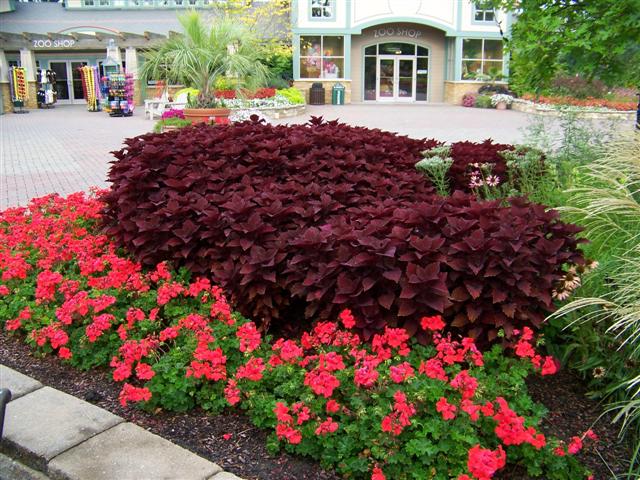 Picture of Solenostemon  Colorblaze Marooned Colorblaze Marooned Coleus