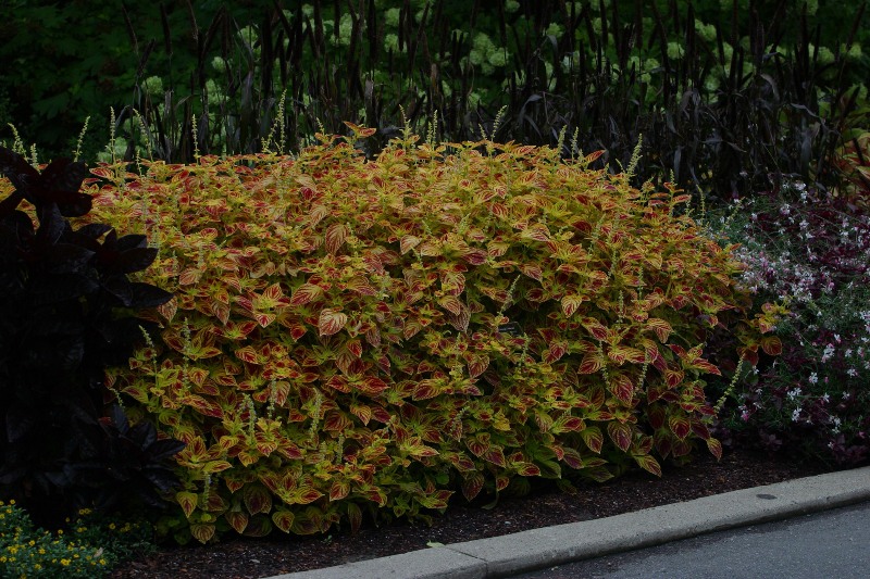 Picture of Solenostemon scutellarioides 'Jodonna' Jodonna Coleus