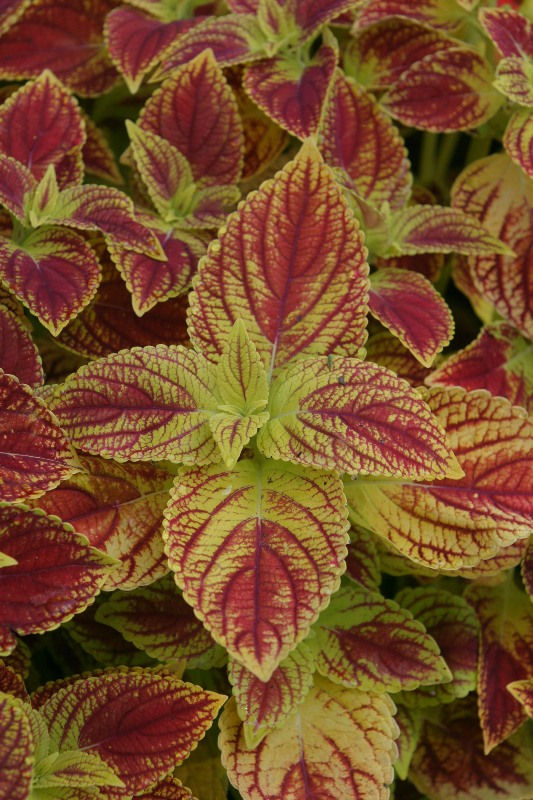 Picture of Solenostemon scutellarioides 'Jodonna' Jodonna Coleus