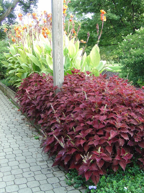 Picture of Solenostemon scutellarioides 'Juliet Quartermain' Juliet Quartermain Coleus