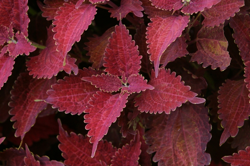 Picture of Solenostemon scutellarioides 'Juliet Quartermain' Juliet Quartermain Coleus