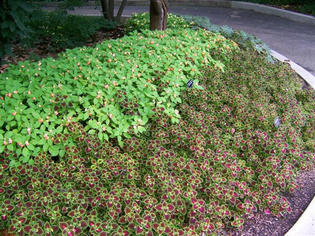 Picture of Solenostemon  Lava Rose Lava Rose Coleus