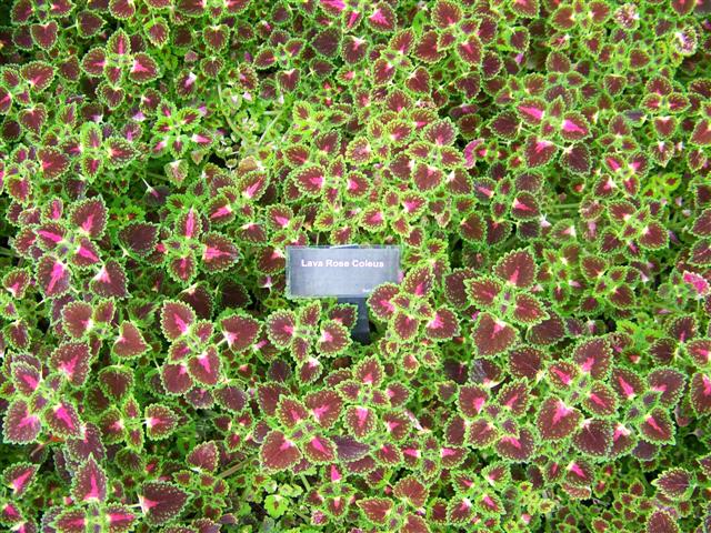 Picture of Solenostemon%20%20Lava%20Rose%20Lava%20Rose%20Coleus