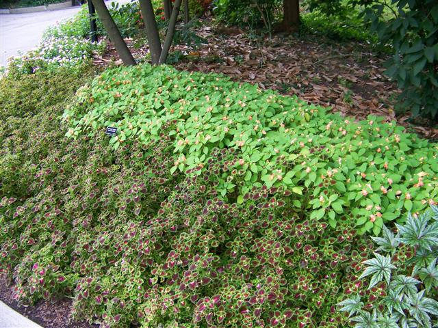 Picture of Solenostemon  Lava Rose Lava Rose Coleus