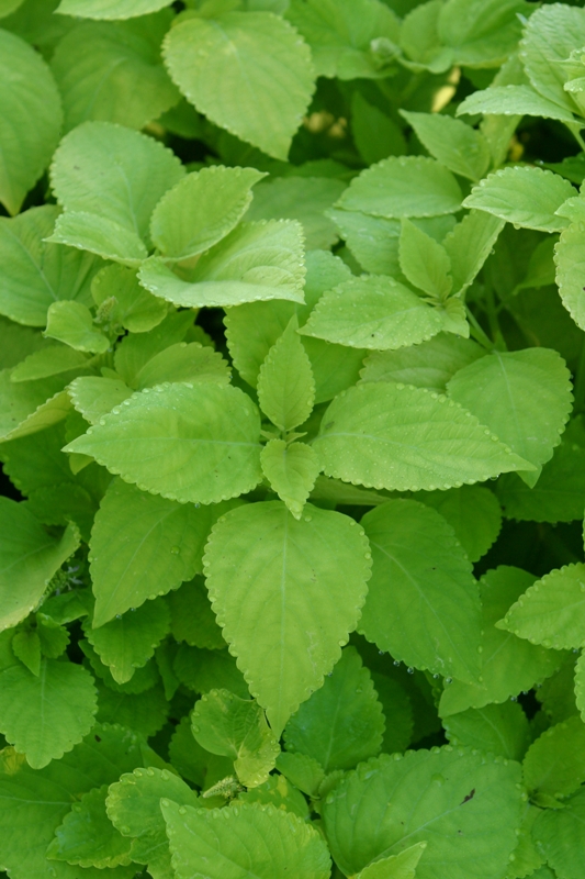 Picture of Solenostemon scutellarioides 'Colorblaze® Life Lime' Colorblaze® Life Lime Coleus