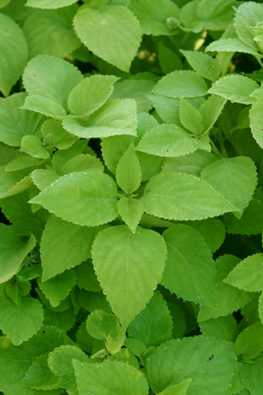 Picture of Solenostemon scutellarioides 'Colorblaze Life Lime' Colorblaze Life Lime Coleus