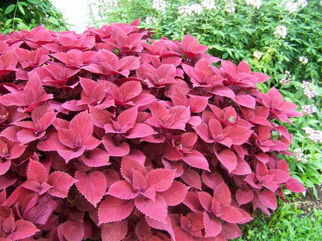 Picture of Solenostemon hybrida 'Redhead' Redhead Coleus