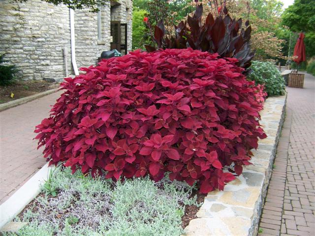 Picture of Solenostemon hybrida 'Redhead' Redhead Coleus