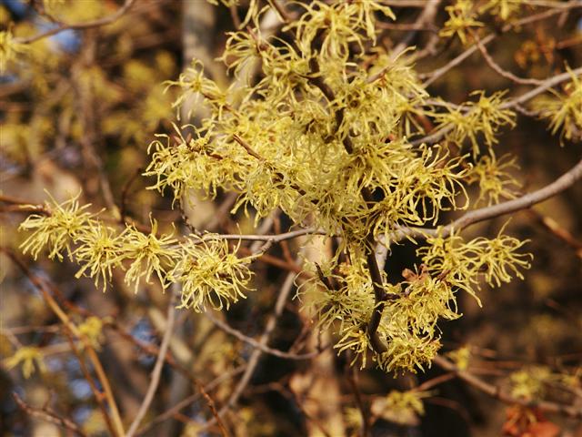 Picture of Hamamelis virginiana  Common Whichhazel