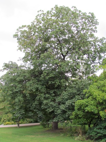 Aesculus x carnea CopenhagenBGAesculus2.JPG