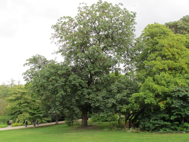 Aesculus x carnea CopenhagenBGAesculusCarnea.JPG