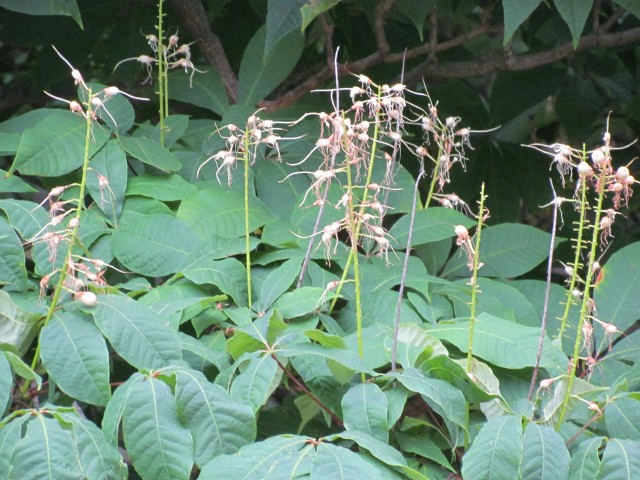 Aesculus parviflora CopenhagenBGAesculusParvifloraFlowerDetail.JPG