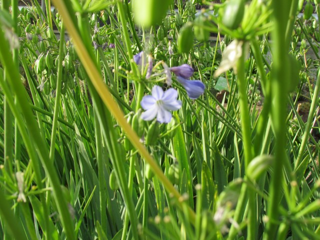 Agapanthus africanus CopenhagenBGAgapanthusAfricanusFlower.JPG