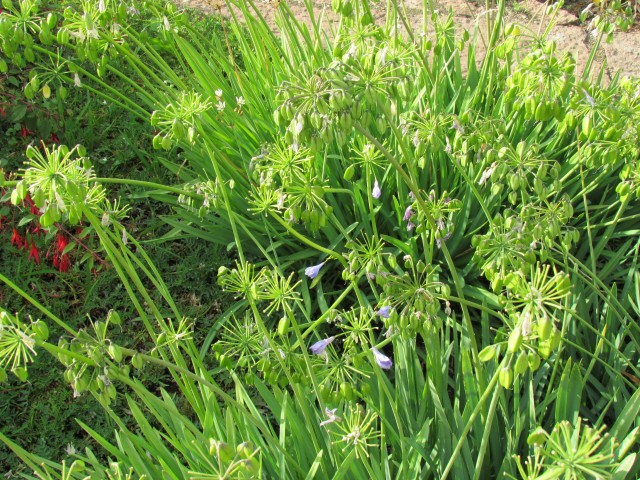 Agapanthus africanus CopenhagenBGAgapanthusAfricanusPlant.JPG