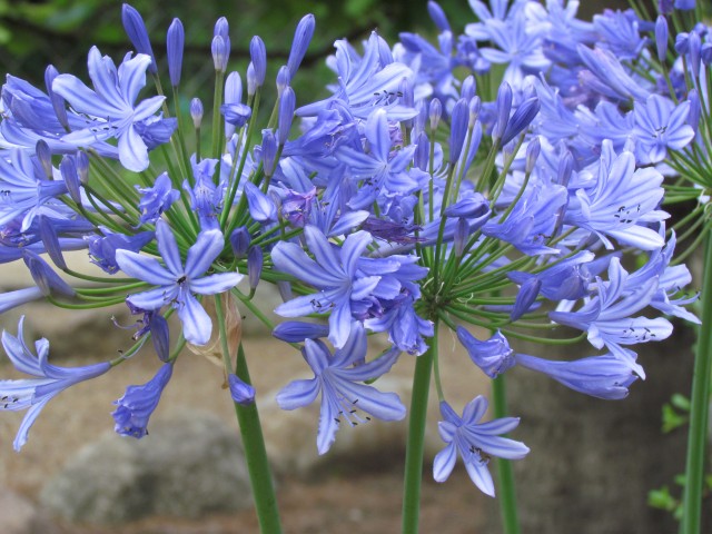 Agapanthus praecox CopenhagenBGAgapanthusPraecoxBlueFlowerDetail.JPG