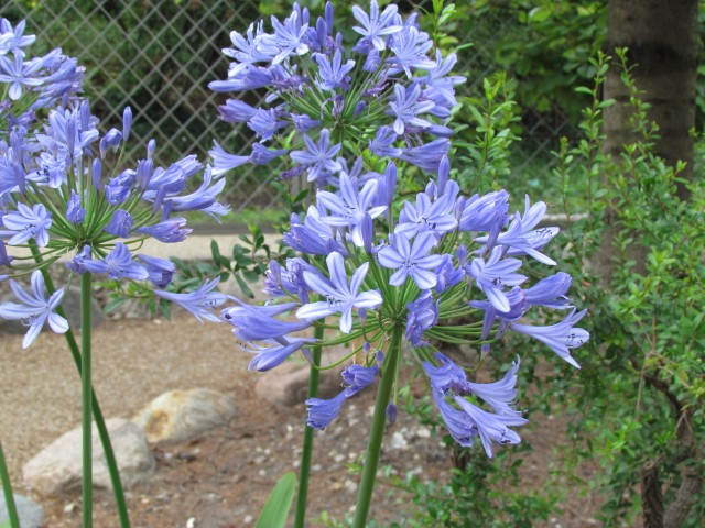 Agapanthus praecox CopenhagenBGAgapanthusPraecoxFlowerhead.JPG