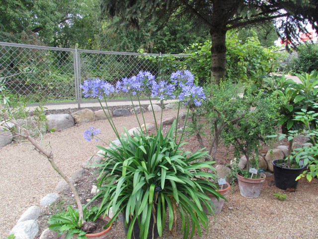 Agapanthus praecox CopenhagenBGAgapanthusPraecoxPlant.JPG