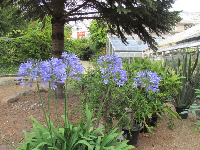 Agapanthus praecox CopenhagenBGAgapanthusPraecoxflowers.JPG