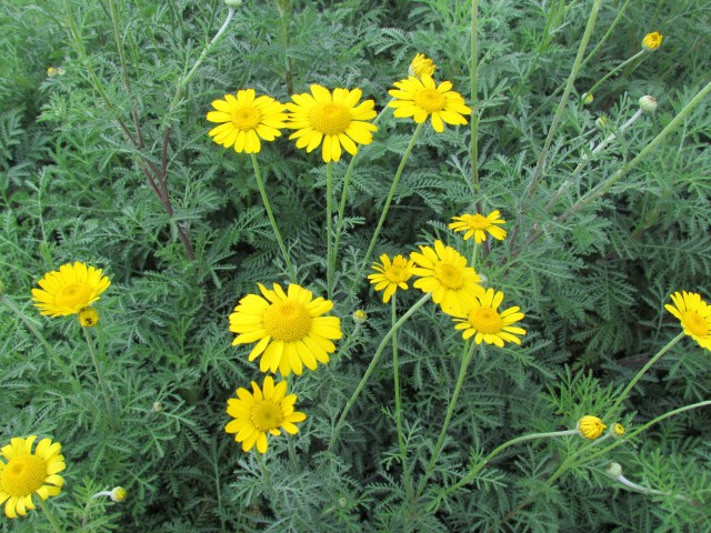 Anthemis or Cota tinctoria CopenhagenBGAnthemisTinctoriaFlower.JPG