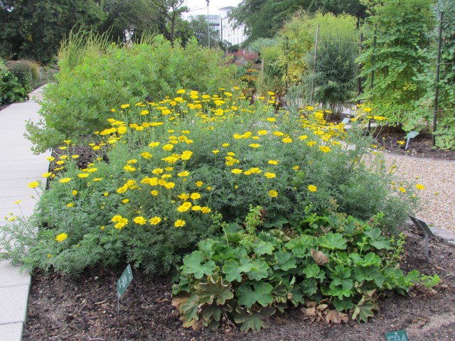 Anthemis or Cota tinctoria CopenhagenBGAnthemisTinctoriaPlant2.JPG