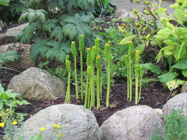 Arum italicum CopenhagenBGArumItalicum.JPG