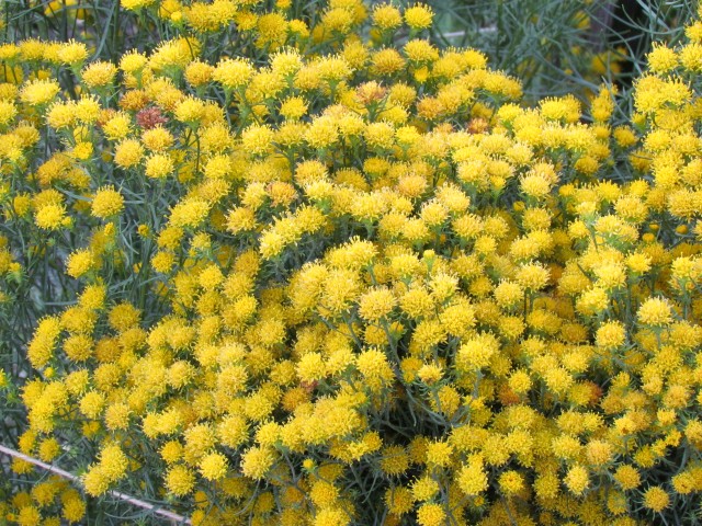 Aster linosyris CopenhagenBGAsterLinosyrisFuzzy.JPG