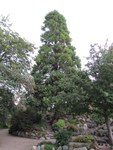 Calocedrus decurrens CopenhagenBGCalocedrusDecurrensColumnaris.JPG