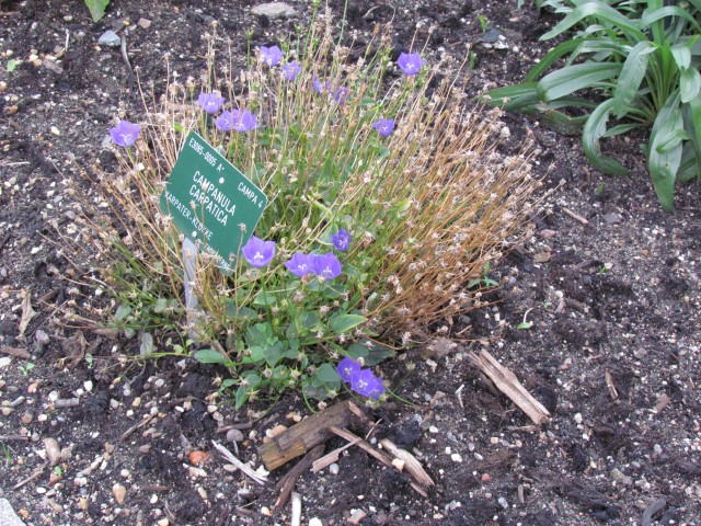 Campanula carpatica CopenhagenBGCampanulaCarpatica.JPG