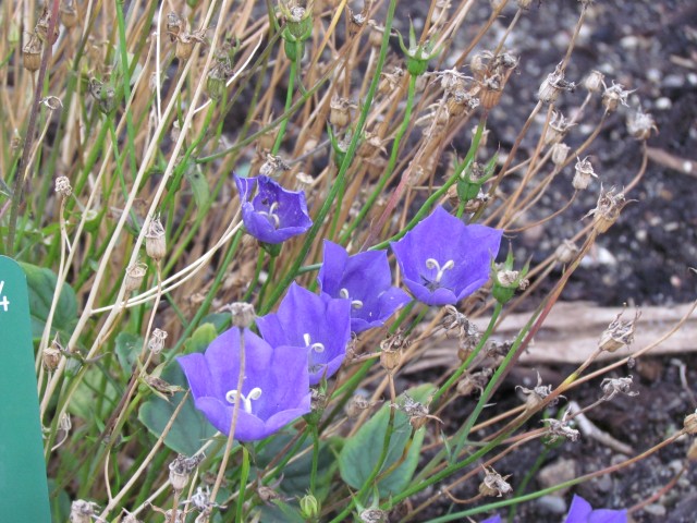 Campanula carpatica CopenhagenBGCampanulaCarpaticaFlower.JPG