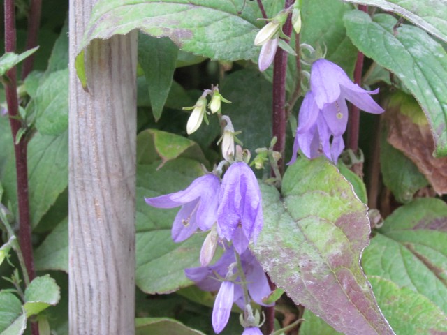 campanula grossheimii CopenhagenBGCampanulaGrossheimiiFlower.JPG