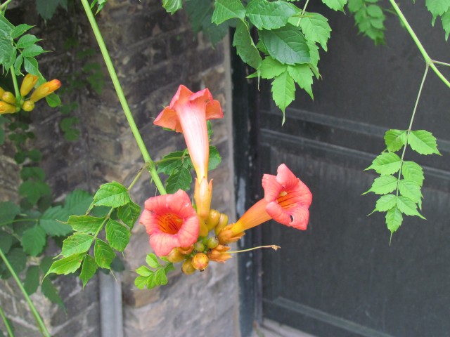 Campsis radicans CopenhagenBGCampsisRadicansFlowerFuzzy.JPG