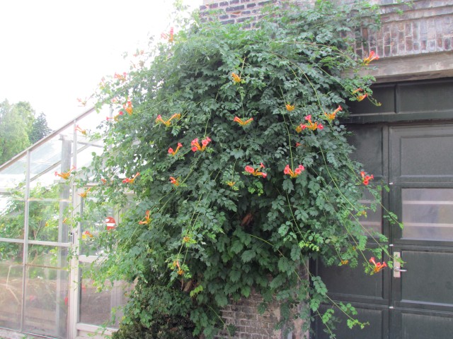 Campsis radicans CopenhagenBGCampsisRadicansPlant.JPG